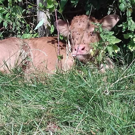 De Charme Renove Avec Cheminee, Terrasse Et Proche Randonnees - Capacite 13 Pers. - Fr-1-410-179 Saint-Léonard-des-Bois