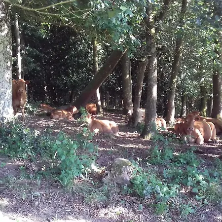 De Charme Renove Avec Cheminee, Terrasse Et Proche Randonnees - Capacite 13 Pers. - Fr-1-410-179 * Saint-Léonard-des-Bois