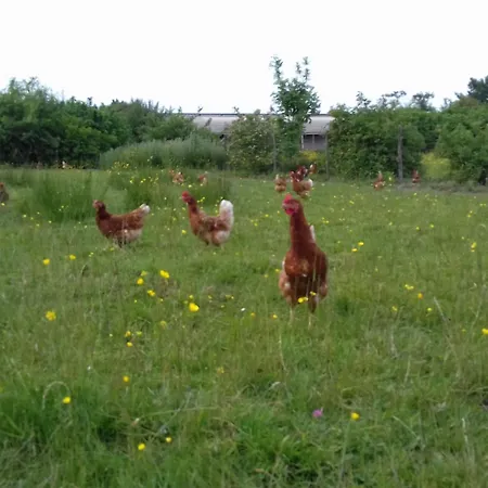 Tatil Evi De Charme Renove Avec Cheminee, Terrasse Et Proche Randonnees - Capacite 13 Pers. - Fr-1-410-179 Saint-Léonard-des-Bois