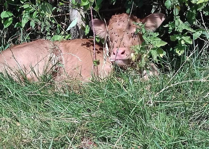 Saint-léonard-des-bois, 5 Pièces, 7 Personnes - Fr-1-410-179 Saint-Léonard-des-Bois