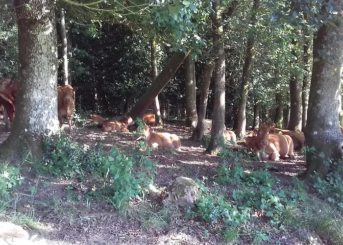 Saint-léonard-des-bois, 5 Pièces, 7 Personnes - Fr-1-410-179 * Saint-Léonard-des-Bois